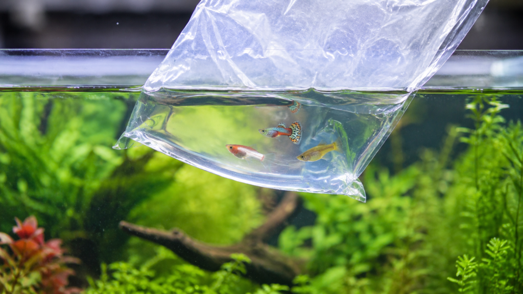 Sac de poissons flottant à la surface d'un aquarium planté pendant l'acclimatation