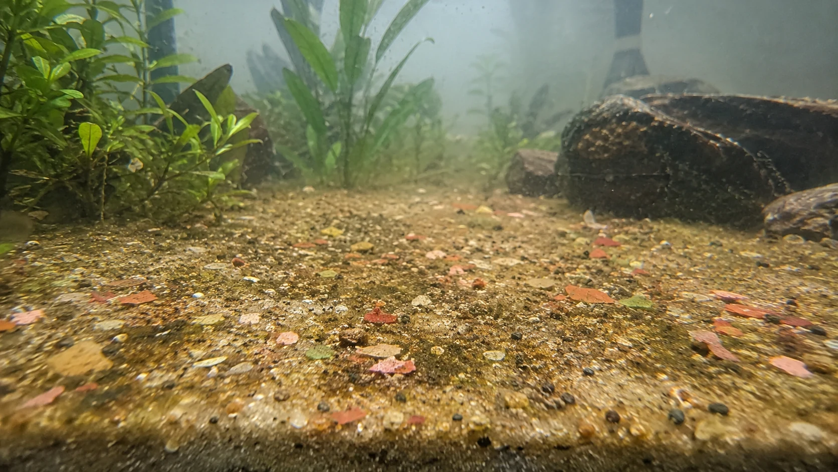 Restes de nourriture accumulés au fond de l'aquarium, eau légèrement trouble, substrat pollué par des débris alimentaires.