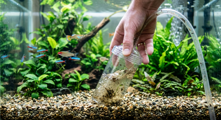 Nettoyage du gravier d'un aquarium d'eau douce avec un siphon lors d'un changement d'eau