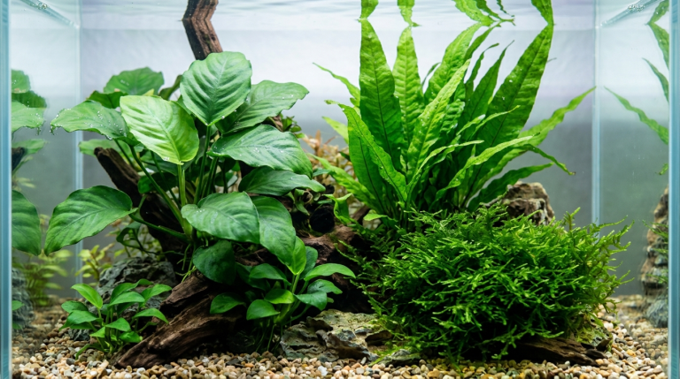 Anubia, fougère de Java et mousse de Java dans un aquarium d'eau douce planté