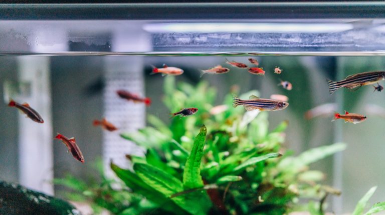 Banc de petits poissons d'eau douce (tanichthys et danio) dans un aquarium planté