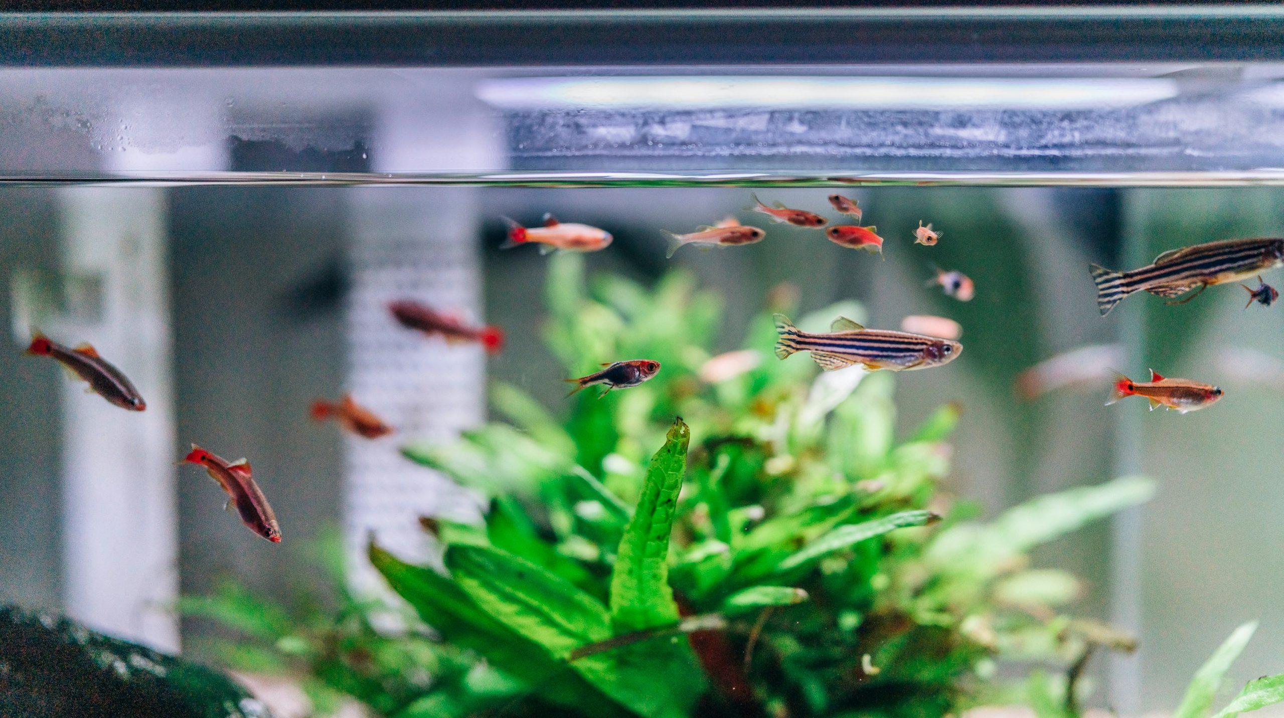 Banc de petits poissons d'eau douce (tanichthys et danio) dans un aquarium planté