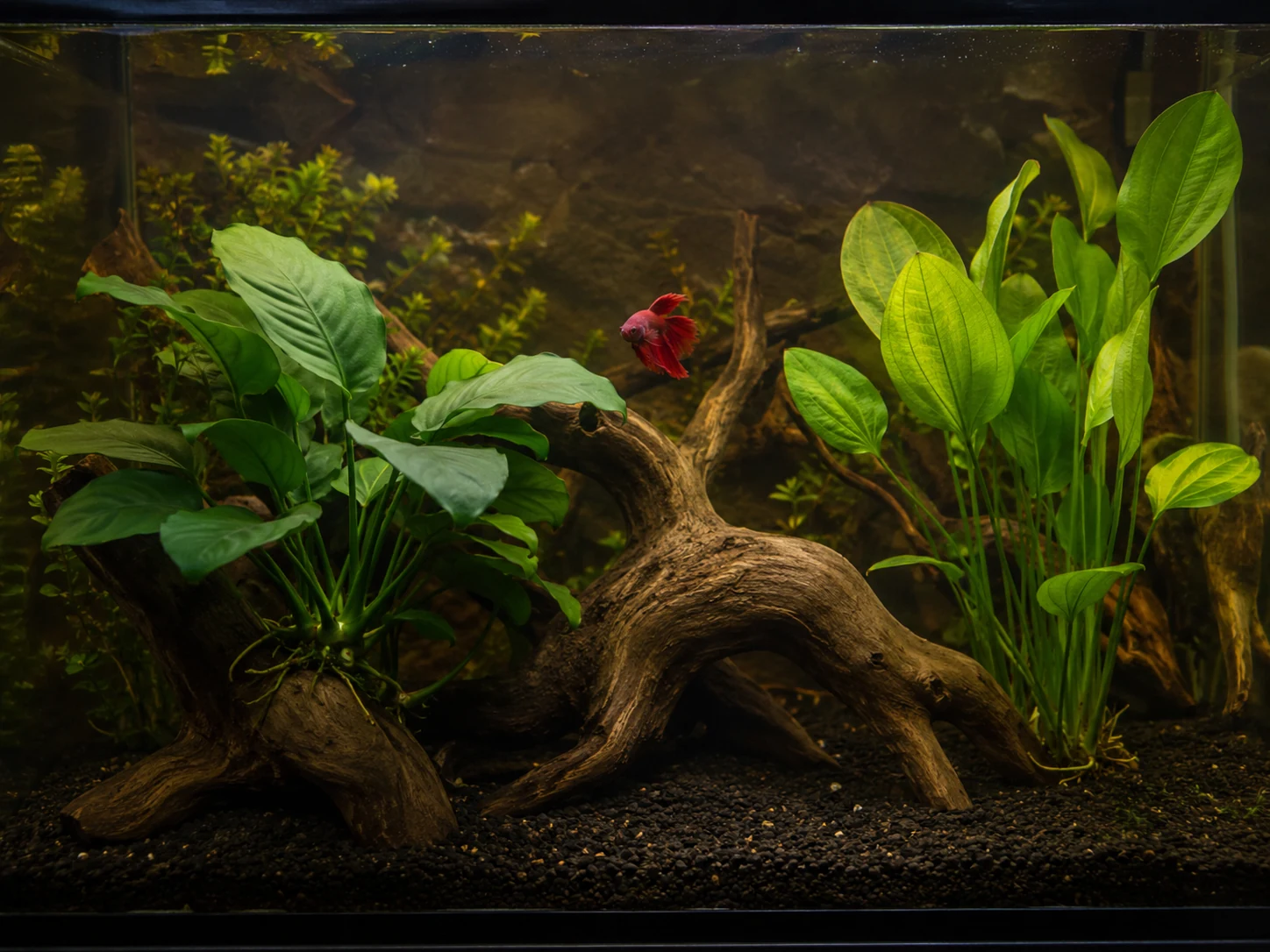 Aquarium aménagé avec Anubias et Echinodorus aux feuilles lisses, décor en bois lisse, sans éléments coupants pour le betta.
