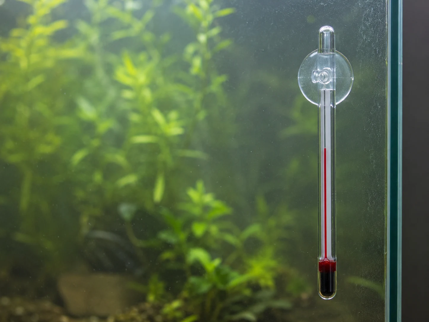 Thermomètre à ventouse en verre fixé à la vitre d'un aquarium, indiquant une température optimale pour le betta.