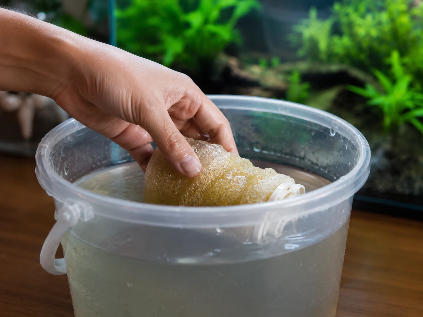 Nettoyage de la mousse filtrante dans un seau d'eau prélevée du bac.