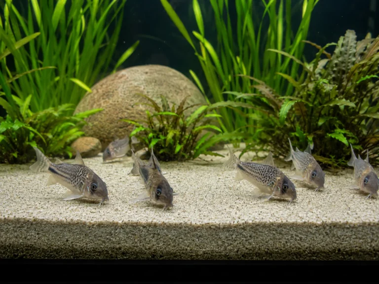 Aquarium d'eau douce avec sable fin, corydoras fouillant le substrat et plantes enracinées.